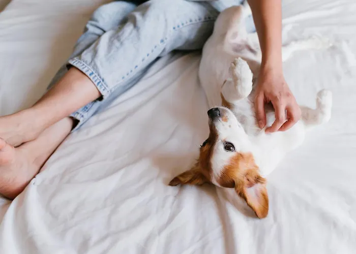 Valencia Community Dog Friendly Hotels